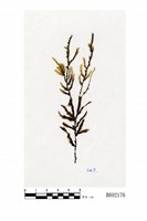 藏品(多疣假懸苔)的圖片